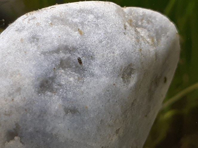 La micro faune est apparue! Des cyclopes, des ostracodes? (je suis pas sûre), un ver (pas sûre de ce que c'est non plus), 1 bébé escargot à l'envers en lévitation...
Ils sont tous apparus tout seul, je vais voir pour rajouter des daphnies parce que je kiffe la micro faune :3