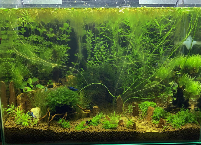 La jungle 
