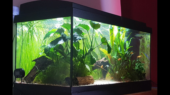 Le calme après la tempête... Les poissons se réveillent doucement. Les tanichtys sont déjà au taquet et chassent des petites proies...

Shanks me surveille... 

Si ma commande aquaplante arrive aujourd'hui ils auront des vers de vase... sinon, ce sera daphnies... 

On est revenu à la normale mais l'eau n'est presque plus ambrée. Je vais voir pour ajouter un fruit d'aulne selon le ph à 10h.