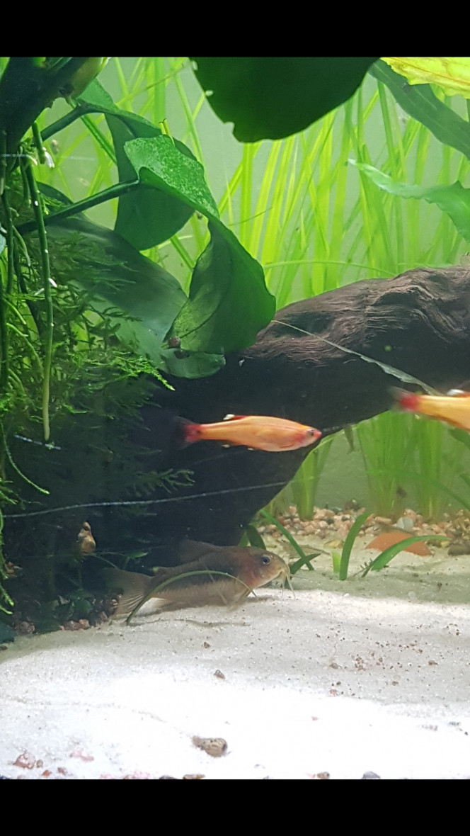 Le calme après la tempête... Les poissons se réveillent doucement. Les tanichtys sont déjà au taquet et chassent des petites proies...

Shanks me surveille... 

Si ma commande aquaplante arrive aujourd'hui ils auront des vers de vase... sinon, ce sera daphnies... 

On est revenu à la normale mais l'eau n'est presque plus ambrée. Je vais voir pour ajouter un fruit d'aulne selon le ph à 10h.