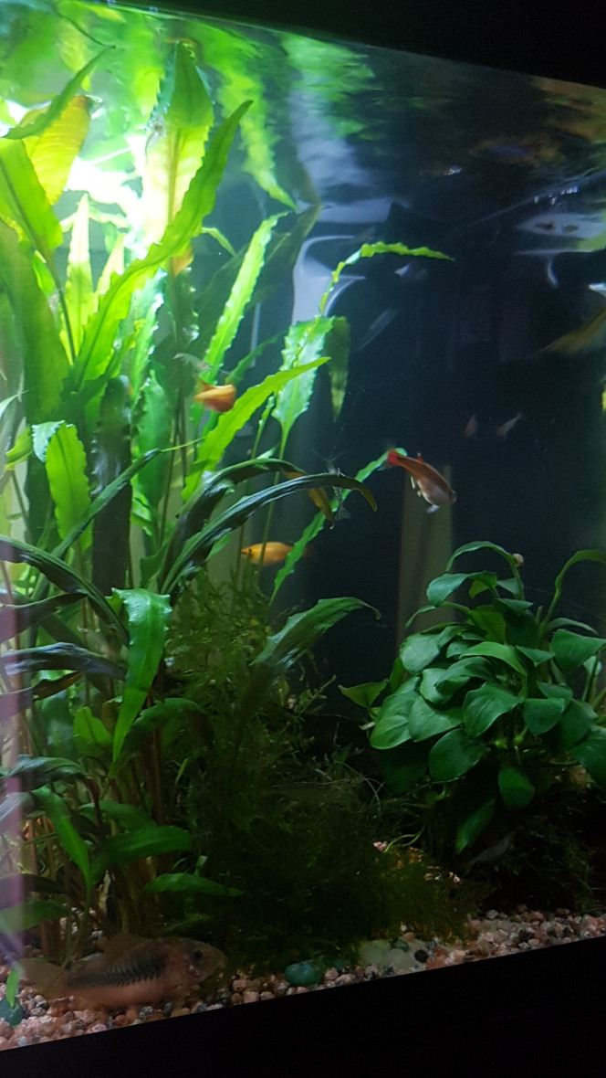 Le calme après la tempête... Les poissons se réveillent doucement. Les tanichtys sont déjà au taquet et chassent des petites proies...

Shanks me surveille... 

Si ma commande aquaplante arrive aujourd'hui ils auront des vers de vase... sinon, ce sera daphnies... 

On est revenu à la normale mais l'eau n'est presque plus ambrée. Je vais voir pour ajouter un fruit d'aulne selon le ph à 10h.