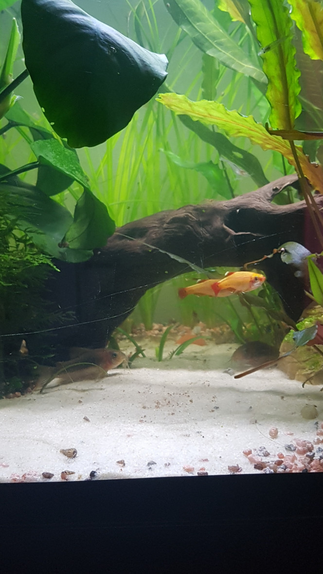 Le calme après la tempête... Les poissons se réveillent doucement. Les tanichtys sont déjà au taquet et chassent des petites proies...

Shanks me surveille... 

Si ma commande aquaplante arrive aujourd'hui ils auront des vers de vase... sinon, ce sera daphnies... 

On est revenu à la normale mais l'eau n'est presque plus ambrée. Je vais voir pour ajouter un fruit d'aulne selon le ph à 10h.