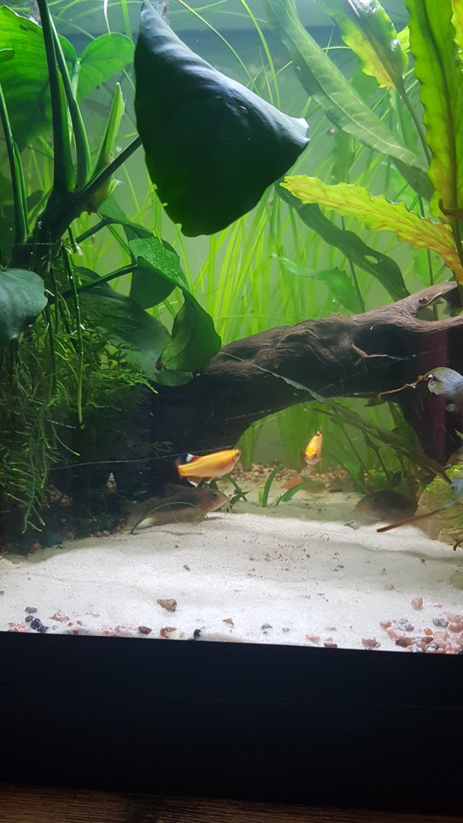 Le calme après la tempête... Les poissons se réveillent doucement. Les tanichtys sont déjà au taquet et chassent des petites proies...

Shanks me surveille... 

Si ma commande aquaplante arrive aujourd'hui ils auront des vers de vase... sinon, ce sera daphnies... 

On est revenu à la normale mais l'eau n'est presque plus ambrée. Je vais voir pour ajouter un fruit d'aulne selon le ph à 10h.