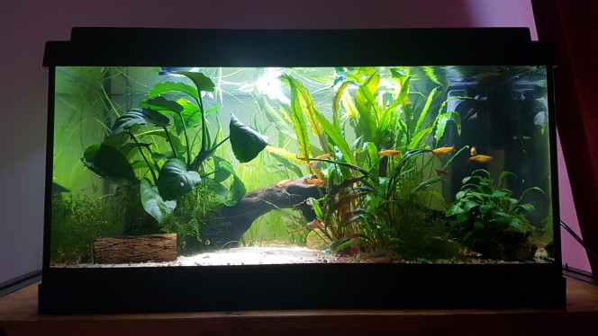 Le calme après la tempête... Les poissons se réveillent doucement. Les tanichtys sont déjà au taquet et chassent des petites proies...

Shanks me surveille... 

Si ma commande aquaplante arrive aujourd'hui ils auront des vers de vase... sinon, ce sera daphnies... 

On est revenu à la normale mais l'eau n'est presque plus ambrée. Je vais voir pour ajouter un fruit d'aulne selon le ph à 10h.