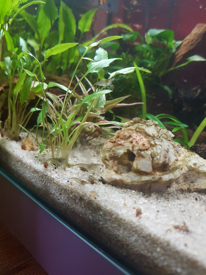 ♡ Première crevette grainée dans le nano!