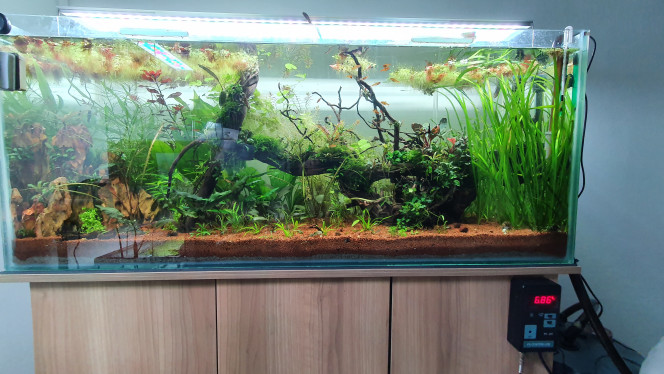  Sa commence a prendre bien forme, encore quelque modif de olante a faire, les rotala walichii n'ont pas l'air d'apprécier le courant :/ 
Je pense rajouter un grand cyperus sur la droite qui ressortirai et sûrement quelque plante coloré pour remplacer les walichii, une idée? ?