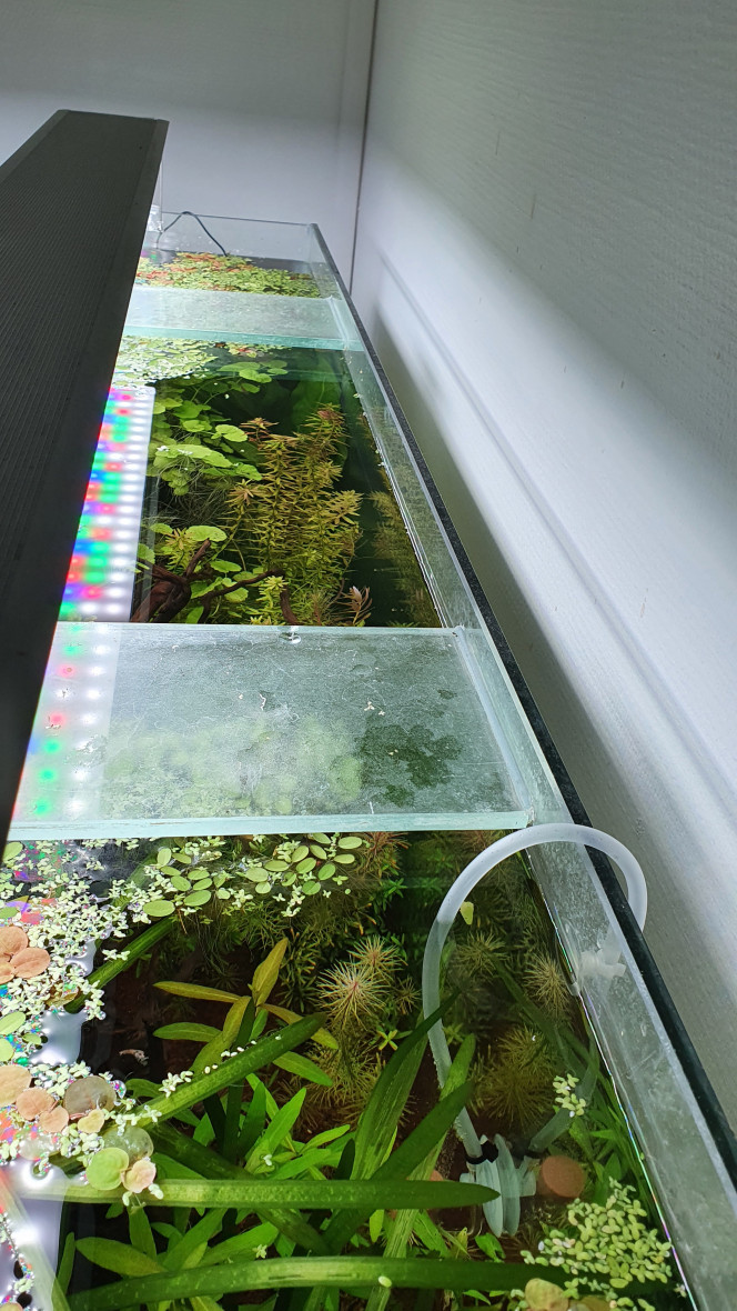  Sa commence a prendre bien forme, encore quelque modif de olante a faire, les rotala walichii n'ont pas l'air d'apprécier le courant :/ 
Je pense rajouter un grand cyperus sur la droite qui ressortirai et sûrement quelque plante coloré pour remplacer les walichii, une idée? ?