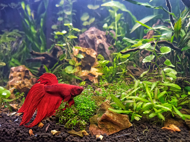  Transfert de mon betta du 20L au 60L (avec mes 10 Tetra -> ras)
(Because j'en profite pas du 20L là où il est et j'en ai marre de m'en occuper, je vais le laisser en poubellarium dans son jus et si ça tourne mal je m'en débarrasse.)