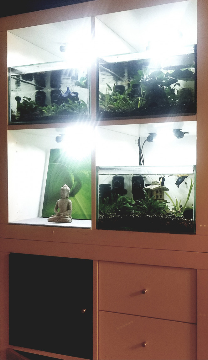 Photographie du post de Lulu82 