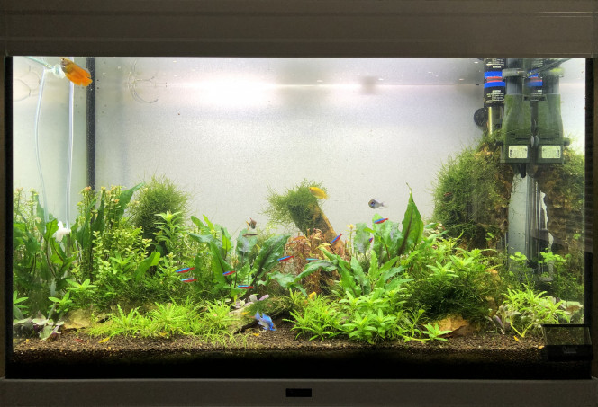 Remise à niveau et coupe des plantes de fond. 
