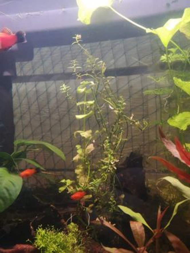 1 er alevins platy taille : +1cm
2 femelles bien gourmandes, à l'effigie de leur espèce