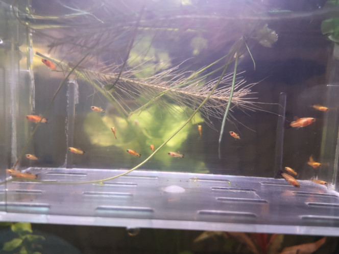 déménagement Platy 20 alevins pour un nouvel accueillant