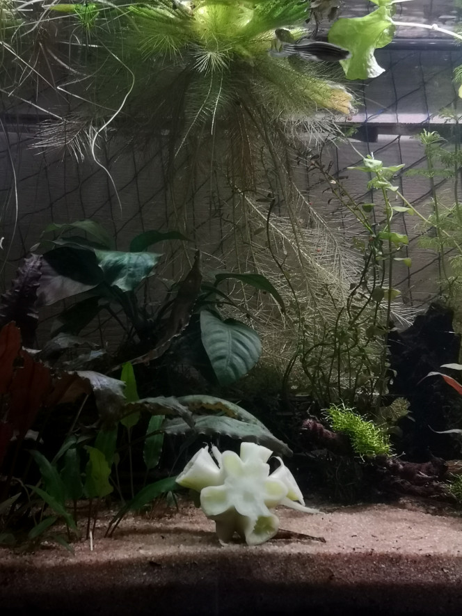 sahten Un corail en eau douce, merci les artistes !
