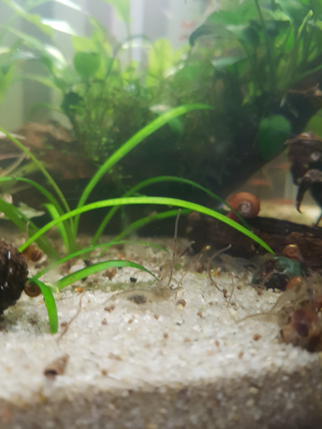 Chez les malawas... Un escargot qui s'amuse dans la cerato... une maman crevette qui nettoie le sol à côté des blackworms...