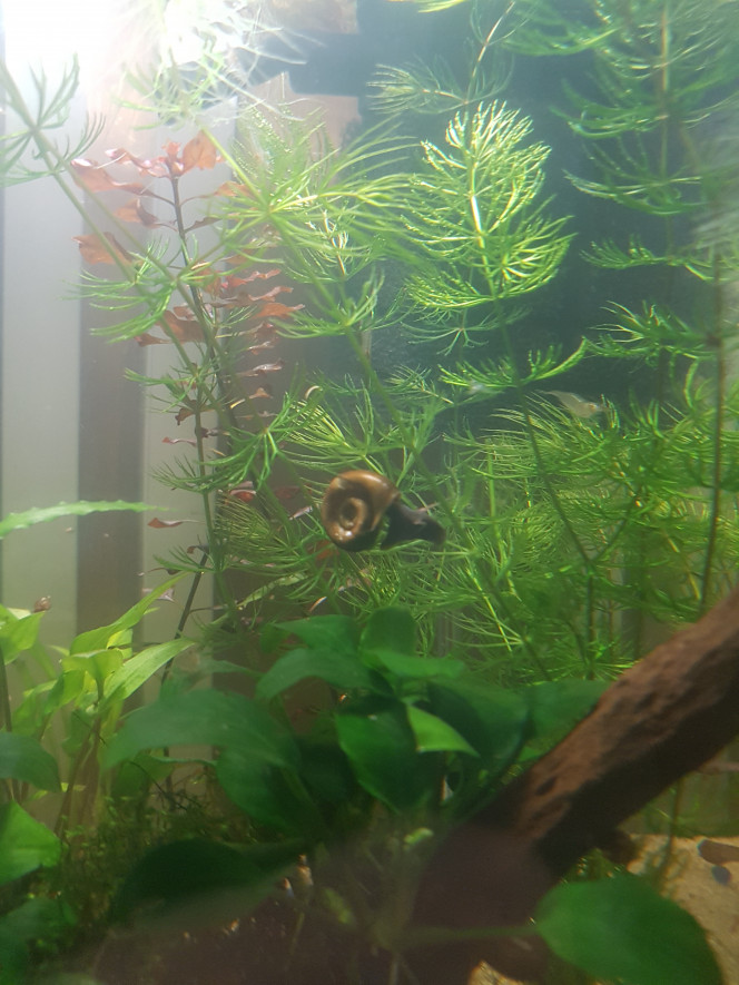 Chez les malawas... Un escargot qui s'amuse dans la cerato... une maman crevette qui nettoie le sol à côté des blackworms...