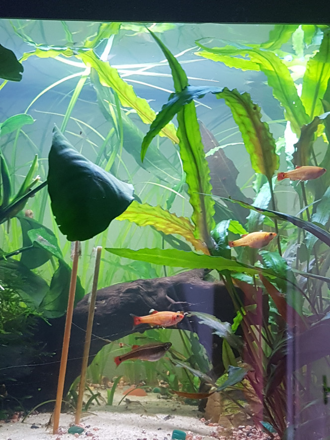 Chez les Corys Les tanichtys qui cherchent encore des daphnies quand y'en a plus depuis deja 2h... les corys sont partis se reposer. :p