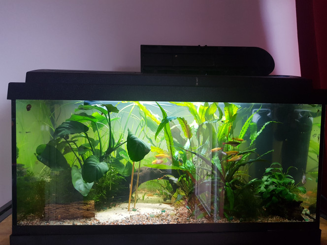 Chez les Corys Les tanichtys qui cherchent encore des daphnies quand y'en a plus depuis deja 2h... les corys sont partis se reposer. :p