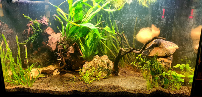 Dernière maj avant les poissons Ca y est je ne touche plus a rien avant deux semaines ! Je suis contente du résultat et mes corys auront du sable fin !
