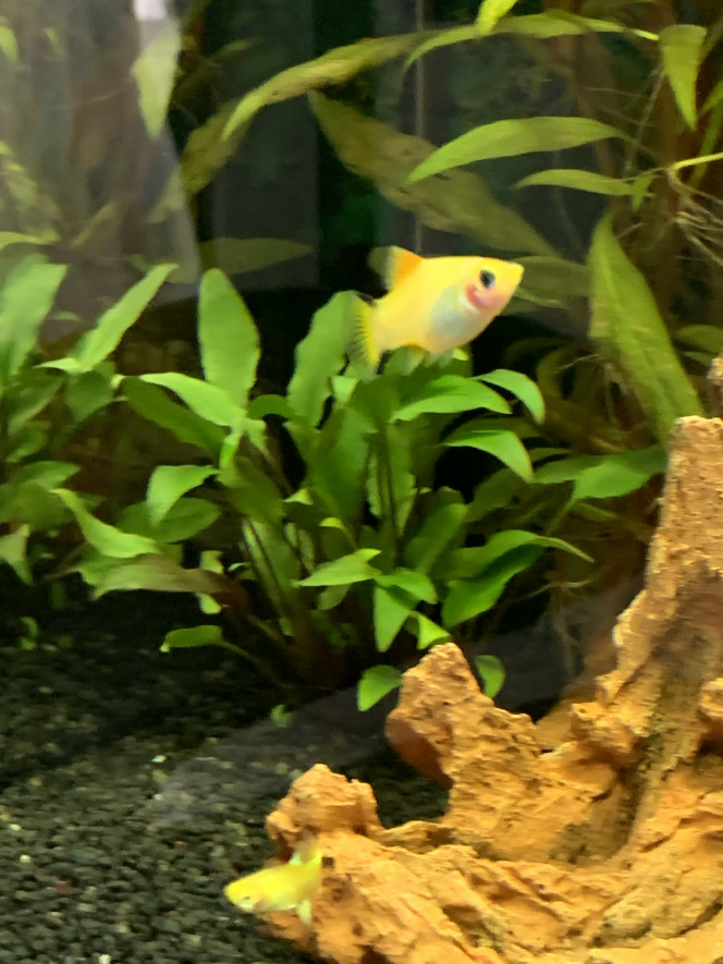 femelle Platy ajoutée le 13/10