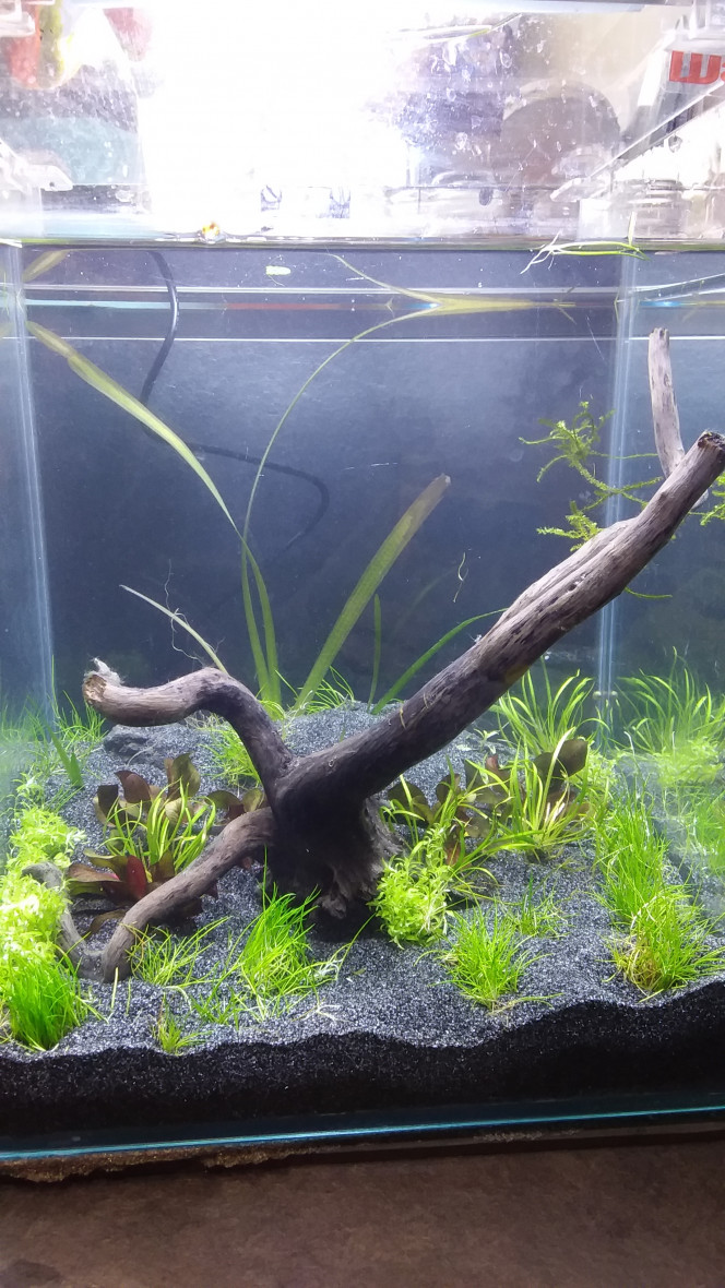 Plantations, j1 Aquarium en cyclage depuis 1 semaine avec vallisneria.
 Ajout aujourd'hui  de


Echinodorus reni
Hellanthium tenellum red
Rotala vietnam h'ra
Eleocharis