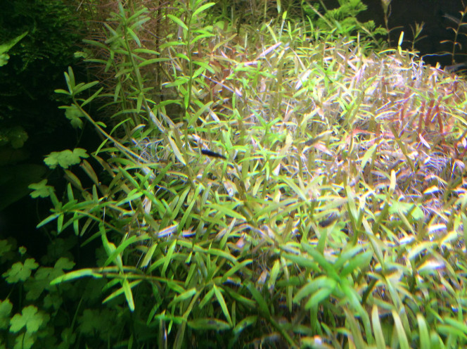 Le petit guppy noir !!!!????? 