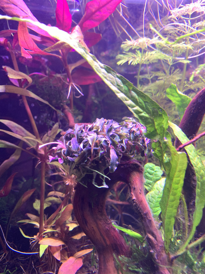 Bucephalandra Kedagang Suite à ma participation à une démonstration d’Aquascaping sur la région dijonnaise, l’Aqua sapeur suisse ?? nous a offert une plante en édition illimitée : Bucephalandra Kedagang en in vitro. 
 Difficulté : easy