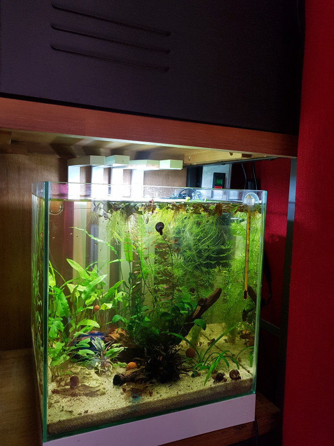Lendemain de nettoyage Voilà l'eau qui est redevenue cristalline même si légèrement ambrée :)

Les darios font leur vie... les crevettes les plus grandes ne se cachent pas mais les autres oui. La cohabitation est un peu tendue mais je pense que ça va le faire, après tout les debuts ont été difficiles entre les tanichtys et les malawas aussi... maintenant tout va bien. 

On verra. Je croise les doigts. :)