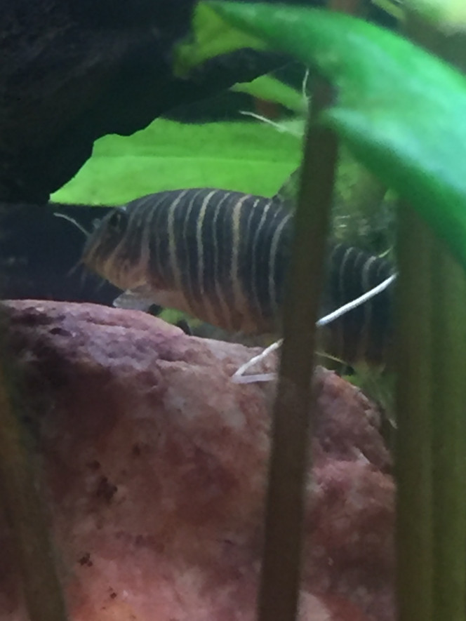 Botia striata Caché ce soir aussi