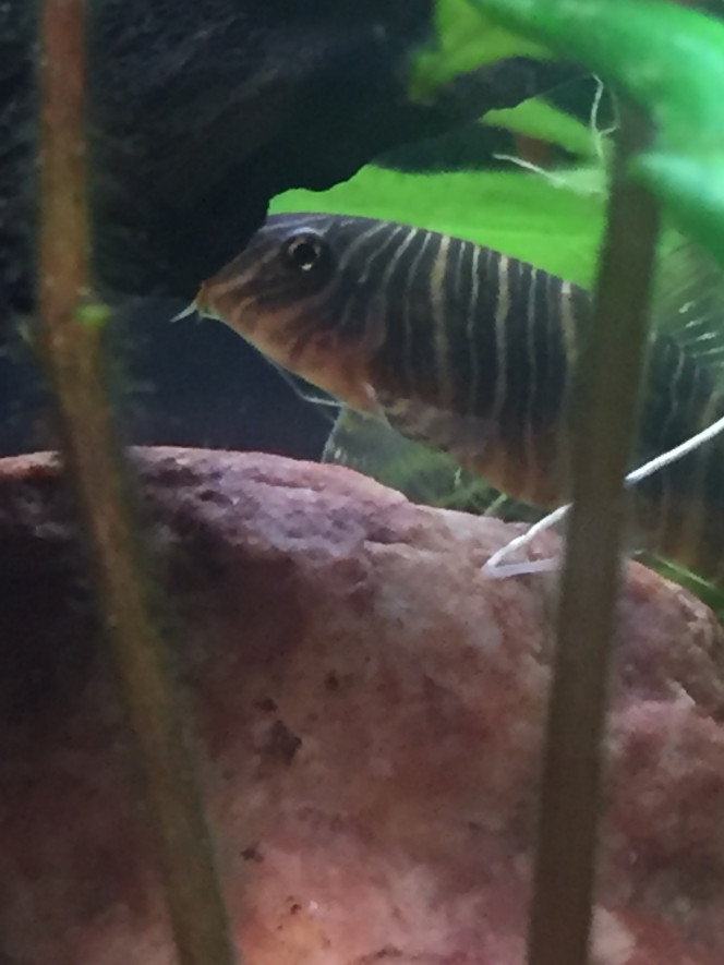 Botia striata Caché ce soir aussi