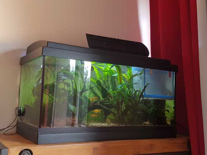 Bébés à bord ! En nettoyant le filtre lundi j'ai trouvé des alevins corys... n'ayant pas le coeur a les balancer en pâture aux poissons... j'ai sorti la Nbox. Je leur ai mis la boule de mousse qui était en dessous. Surprise aujourd'hui en surveillant que tout va bien... il y a ce que je pense être un oeuf de tanichtys dans la mousse... espérons que tout se passe bien pour que je les envoie rejoindre les grands sous peu. :)
