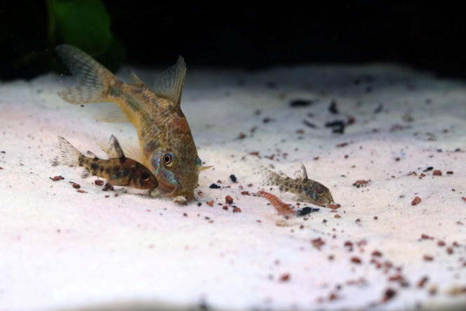 Ce petit moment ? Sortie en famille. 
Une femelle accompagne Truman (gauche) plutôt discret généralement et un des bébé du club des 5 (droite) qui se trouve très à l'aise dans le grand bassin.

Dans quelques semaines je n'arriverai plus à différencier les bébés donc j'en profite