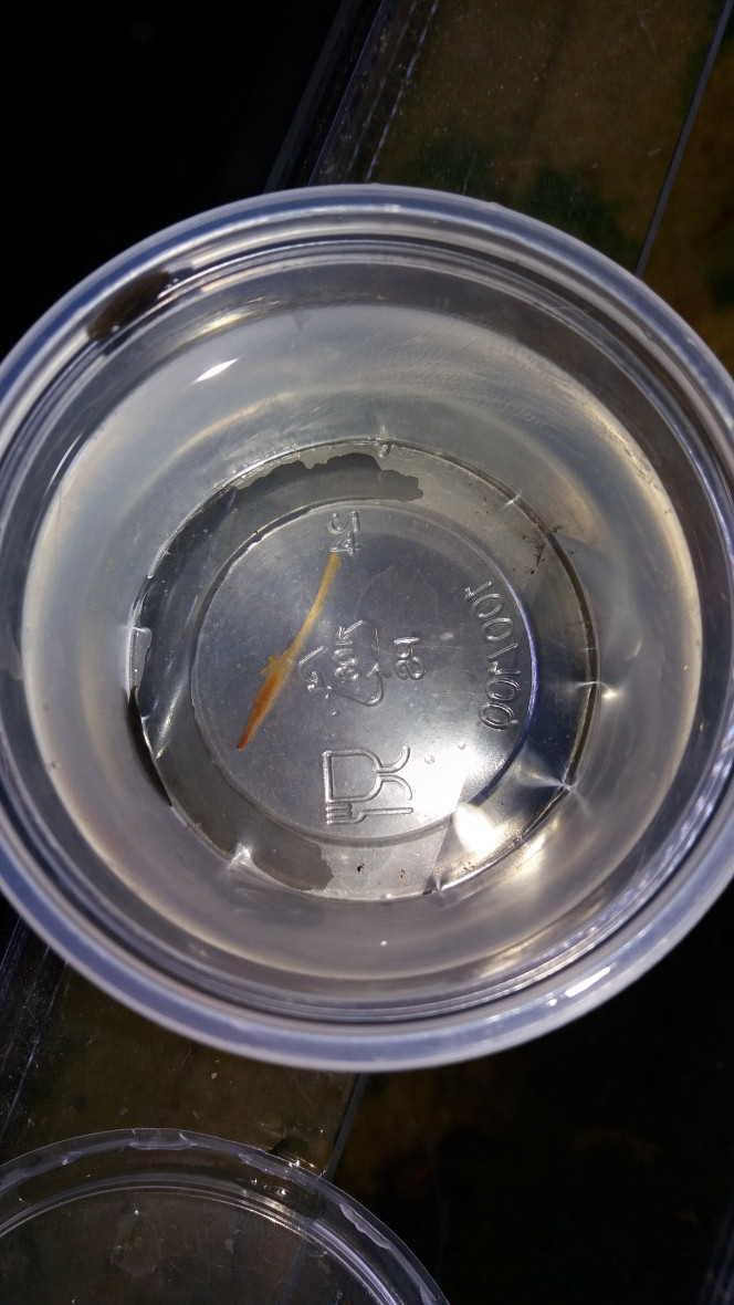 Photographie du post de Kinozo 