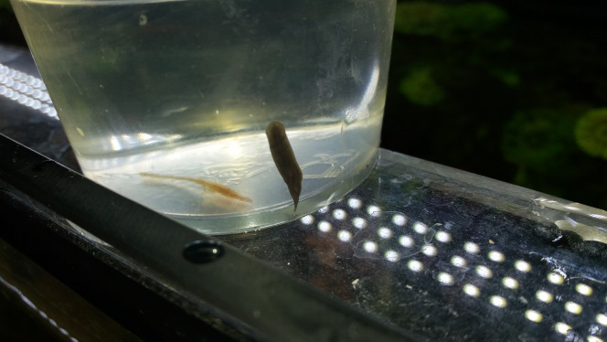 Photographie du post de Kinozo 