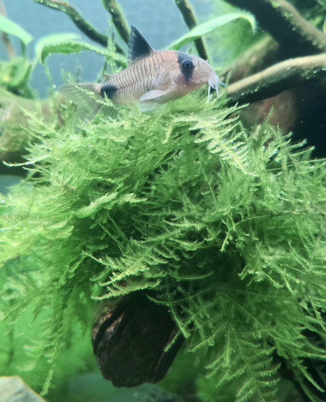 Photographie du post de TortueGeniale91 