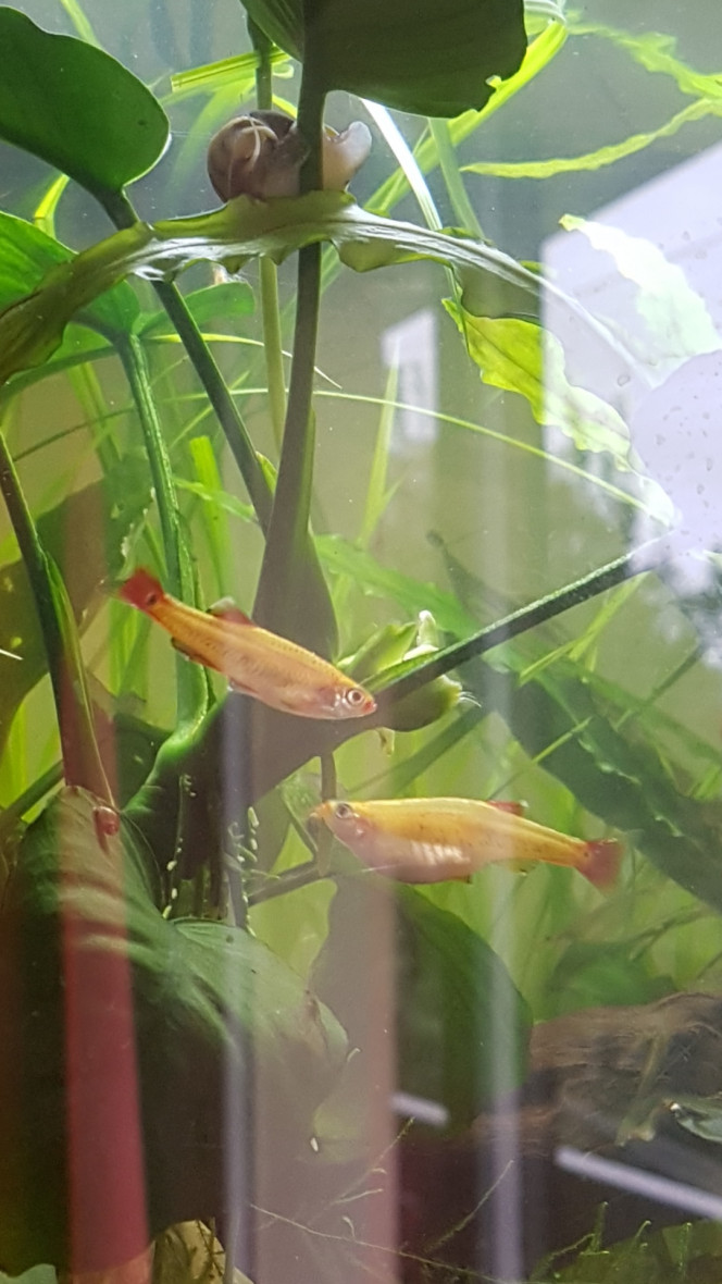 Chez les Corys Luffy le gastromyzon et 2 tanichthys albonubes gold :)