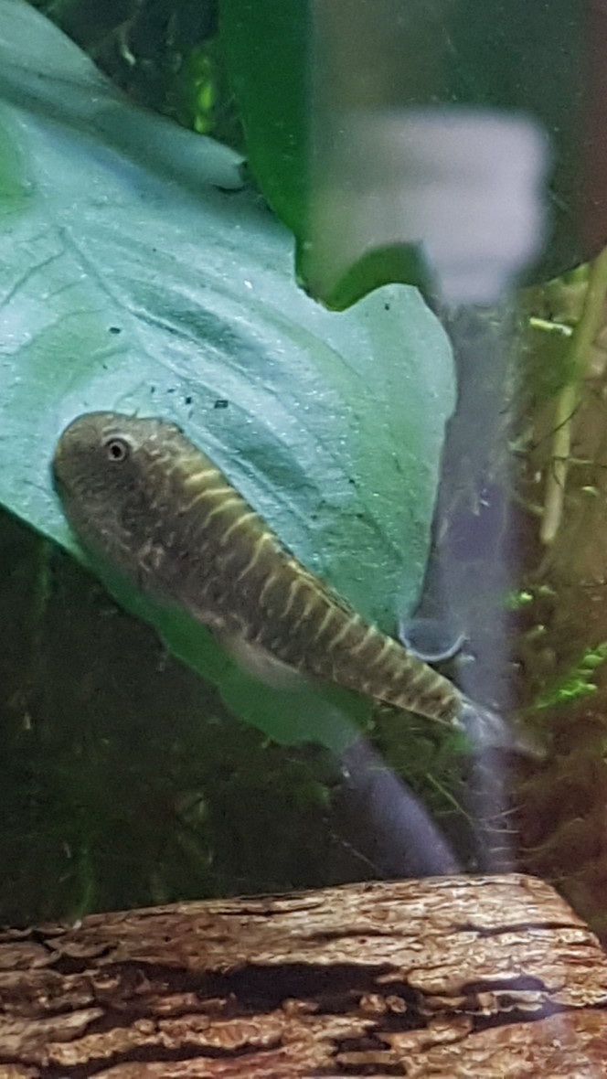 Chez les Corys Luffy le gastromyzon et 2 tanichthys albonubes gold :)