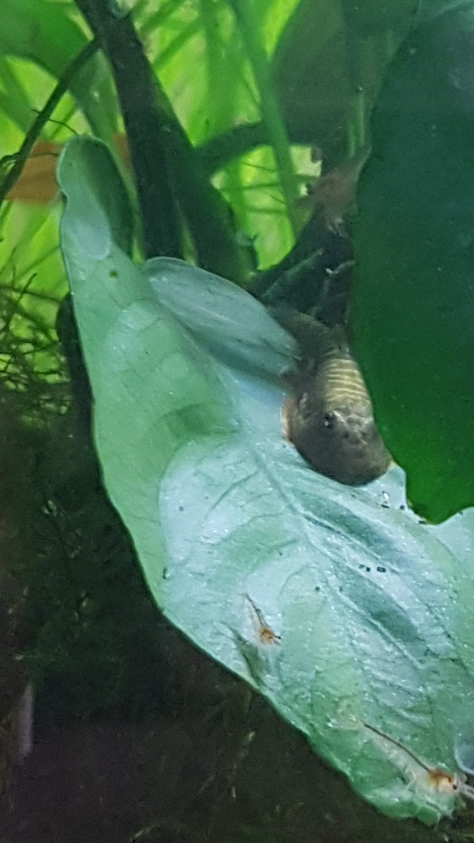 Chez les Corys Luffy le gastromyzon et 2 tanichthys albonubes gold :)