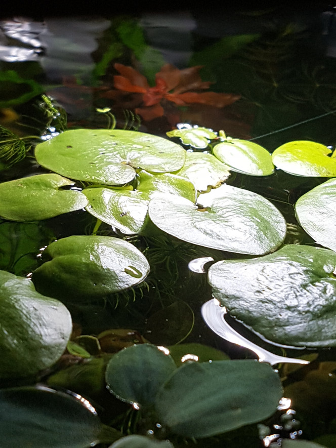 Ludwigia palustris Pour montrer que ce type de plante rouge est facile : elle est plantée dans du sable et je n'ajoute pas de co2. :)