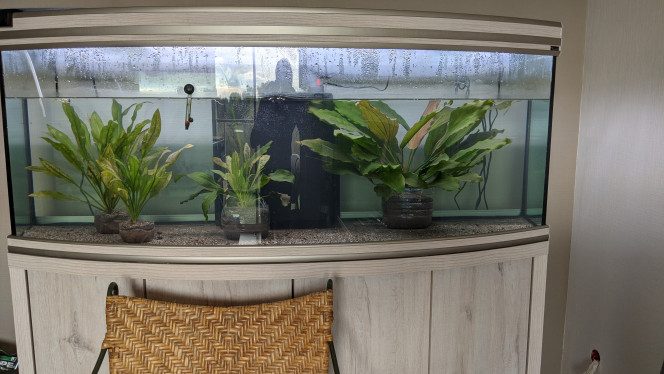 Mise en eau  - plante Pendant que les poissons sont dans le bac temporaire, j'ai mis les plantes principales pour essayer de définir des zones de ponte, et que ça soit estétiquement agréable.
Vous pouvez voir qu'il y a beaucoup de dégâts sur certaines plantes qui vont perdre 80% de leurs feuilles.