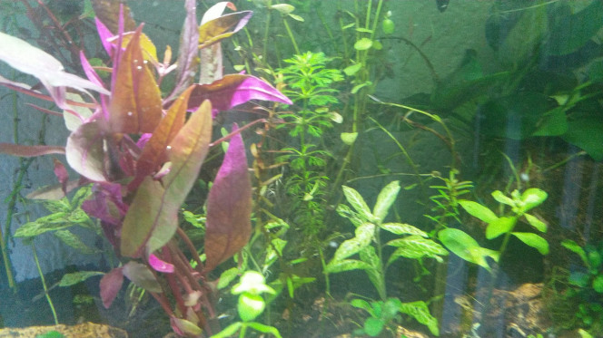  Rajout d'un peu de rouge et noix de coco (+ anubias) pour les crevettes