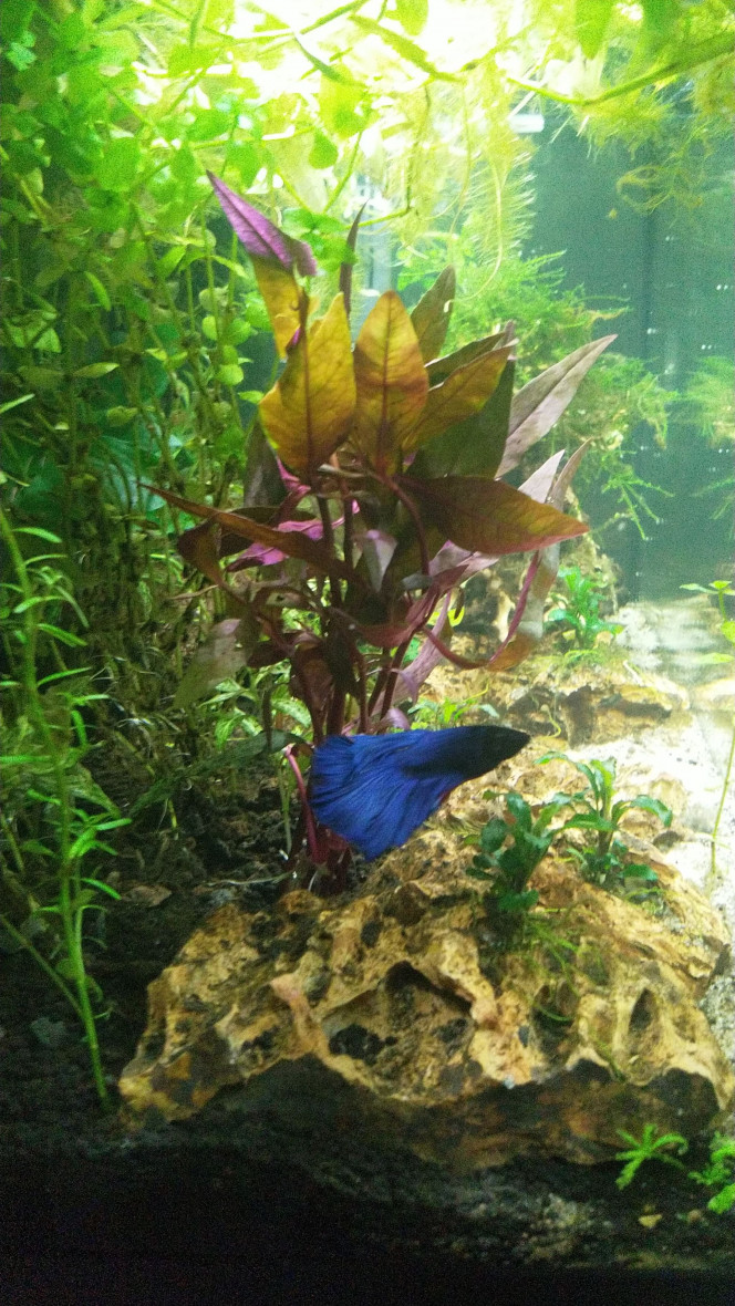  Aki est tout content de l'agencement différent. Pour le prochain aquarium, je sais quelles plantes je ne veux plus et celles qui sont en coup de coeur. Ici  	Ludwigia Super mini Red et Alternanthera Rubra