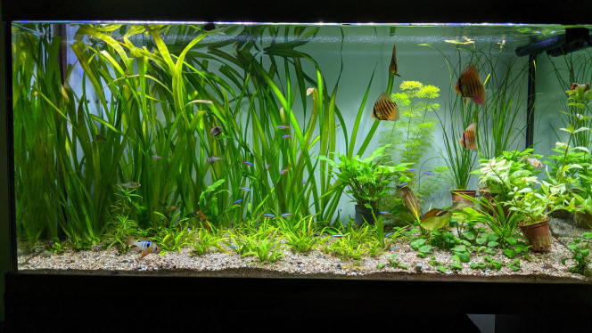 Des nouvelles plantes à planter pour ce weekend 