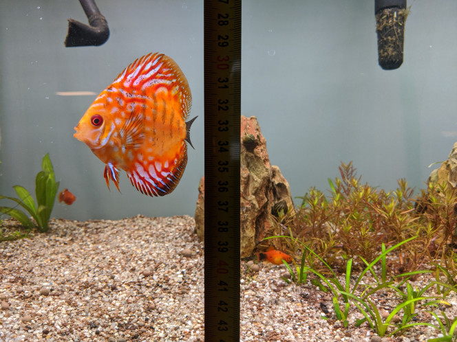 L'Obsession du Discus keeper 