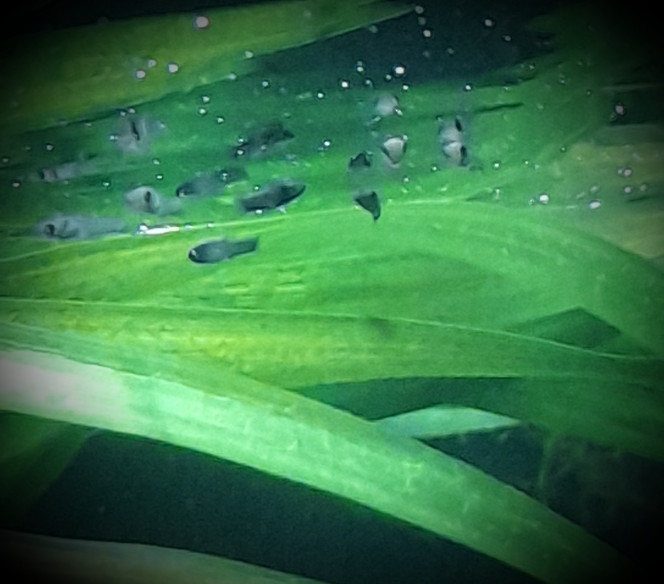 Photographie du post de Lulu82 