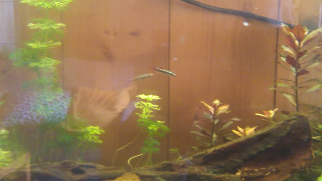 Photographie du post de Phoenix17 