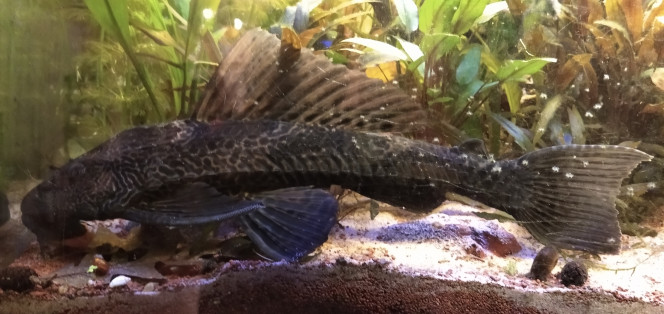 Plecotomus 35cm 