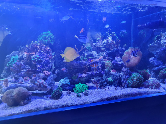 Les locataires de l'aqua 