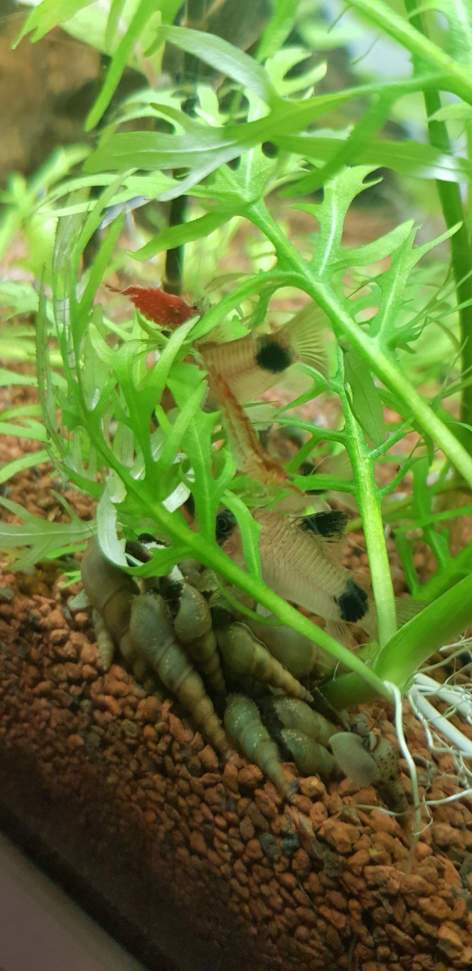 On mange tous ensemble Corydoras, crevettes et melanoides partagent le même repas !