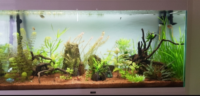 Rotala et vallisneria prennent le dessus 