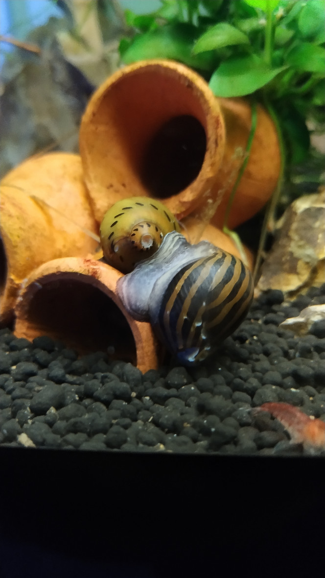 Photographie du post de Noobinfish 